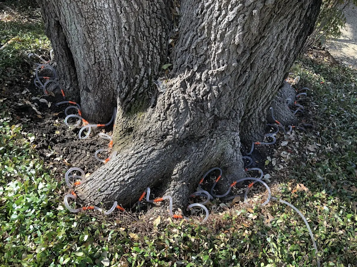 Detailed Tree Cabling and Bracing job site in Agency