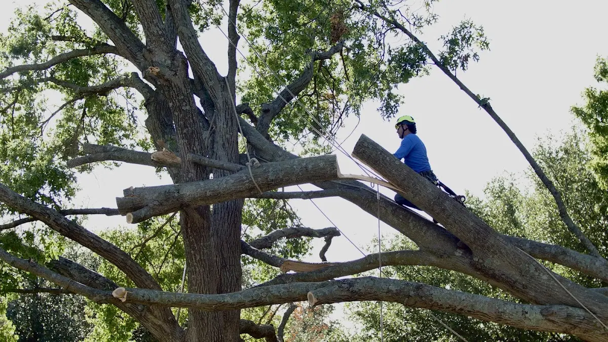 Professional Crown Thinning performed by certified arborists in Agency